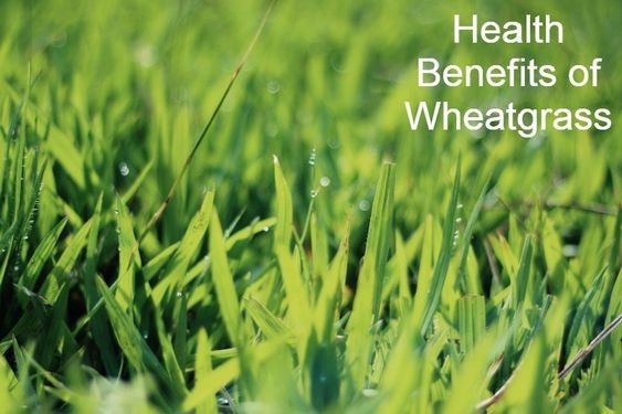 Health-Benefits-of-Wheatgrass