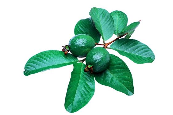 benefits-of-guava-leaves